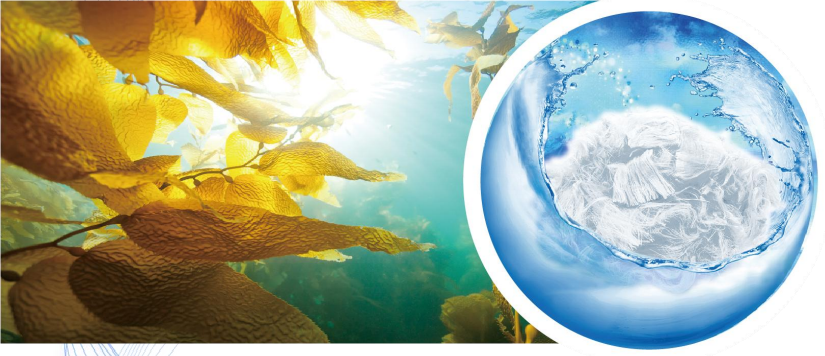 Healcell海纖海藻纖維:環保新寵,吸引全球目光